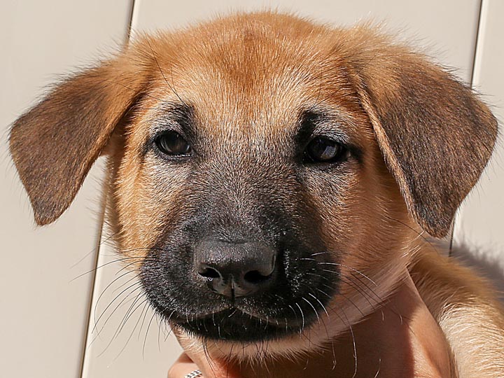 chinook puppy